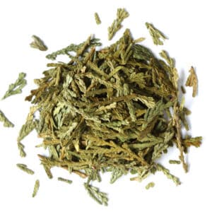 Cedar Leaf Tips