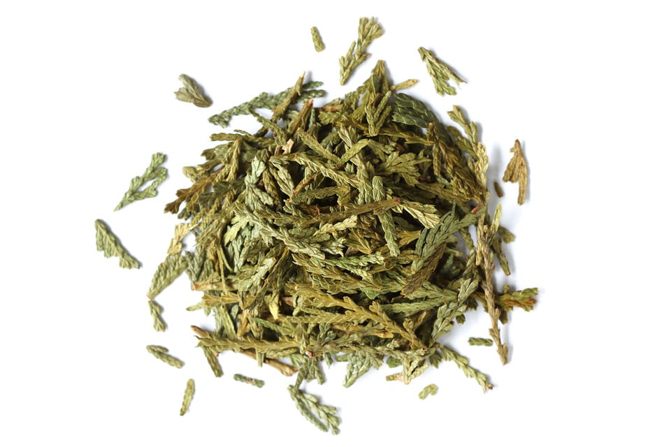 Cedar Leaf Tips