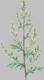 Mugwort Moon Magic - Image 2